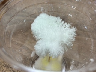 2025-0208科学05.jpg
