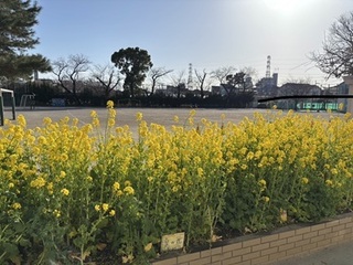2025-0318菜の花.jpg