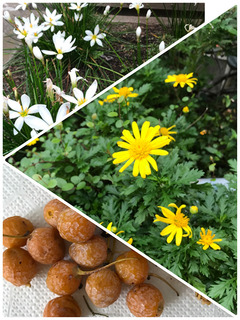 linecamera_shareimage.jpg